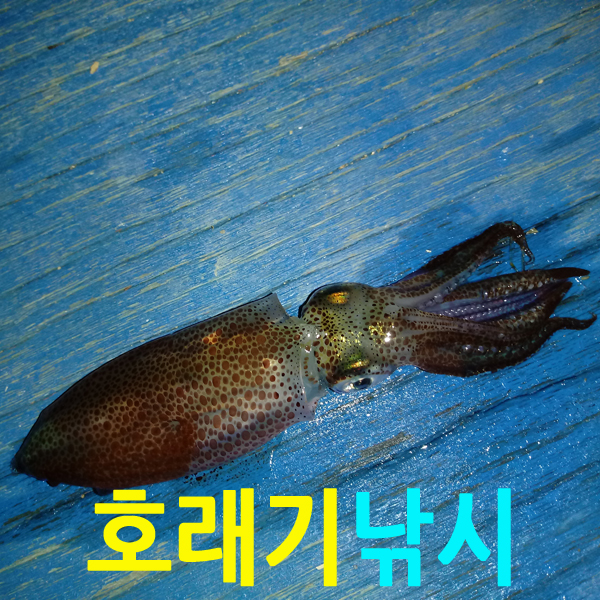 호래기낚시 남해산업사 연화도 802UL 호래기낚시 볼락낚시 낚시카페 강력추천 낚싯대 : AJIKA아지카 낚시줄