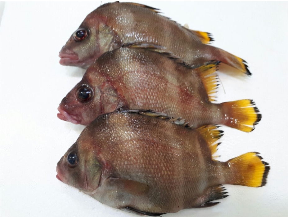 딱돔 금풍생이 1kg 군평선이 목포딱돔 여수군평선이 닷돔 샛서방고기 군평생이 : 전복마을