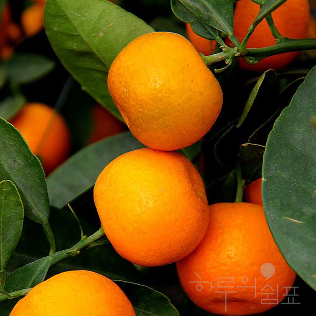 [EO] 만다린 / Natural Essential Oil / 천연 에센셜오일 100% : 하루의쉼표