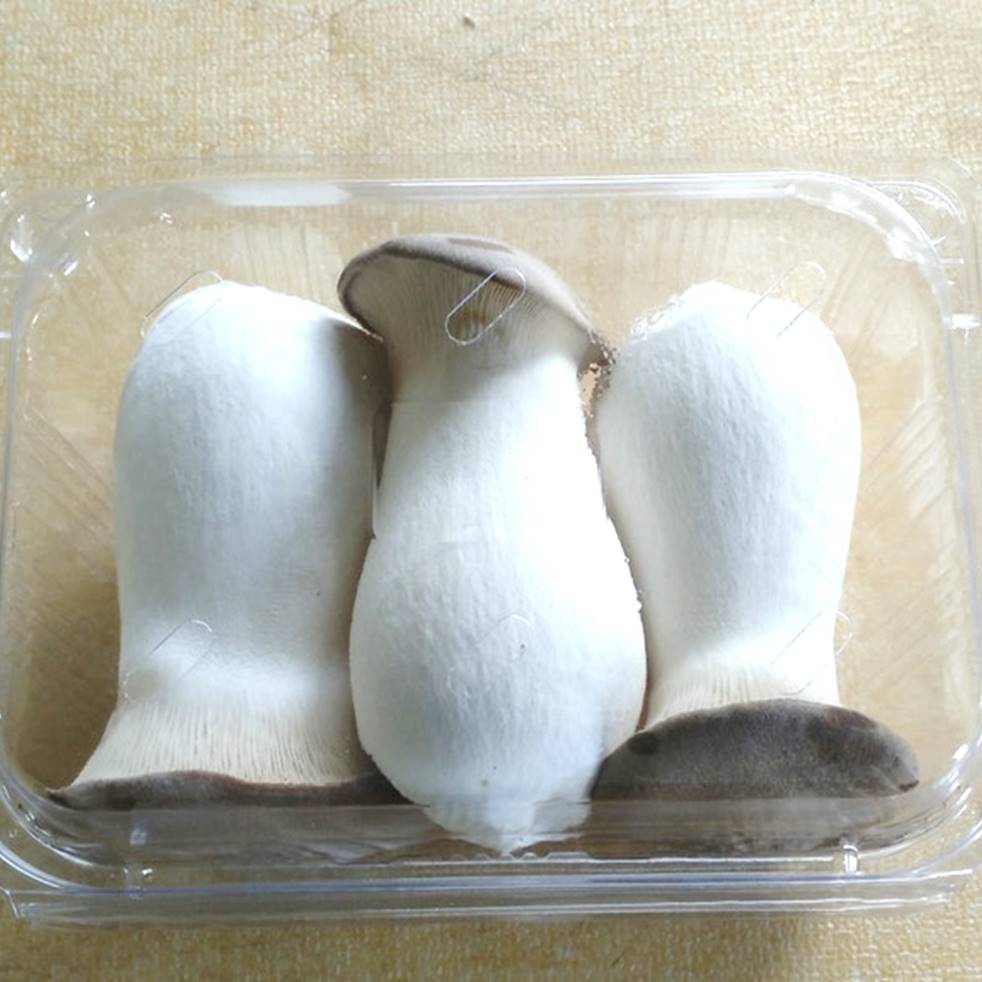 성화 새송이버섯 새송이 2kg : 성화새송이농원