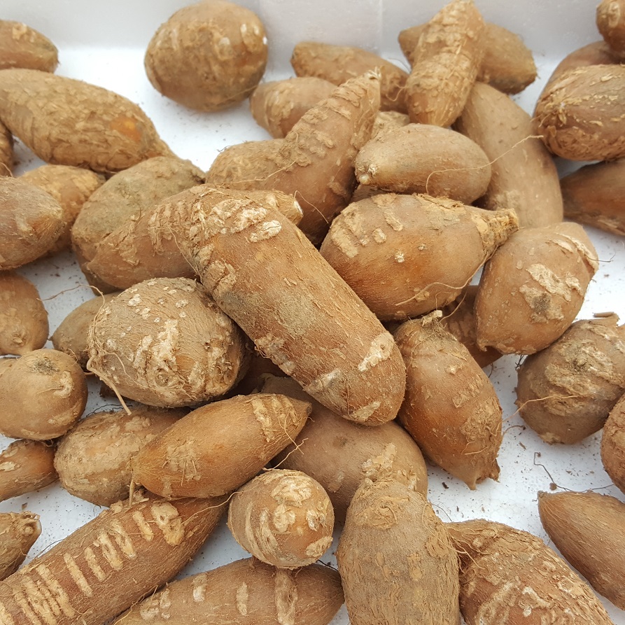슈퍼아피오스(인디언감자) 특 3kg : 동진농장