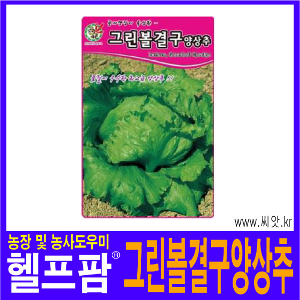 헬프팜 그린볼결구양상추 3000립 아람종묘 종자 씨앗 양상추씨 : 헬프팜-help.farm