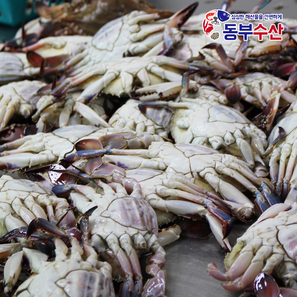 봄 냉동 몽땅 암꽃게 가을 숫꽃게 1kg 급냉 냉동 제철 서해안꽃게 찜 탕 무침 급냉숫꽃게 : 동부수산
