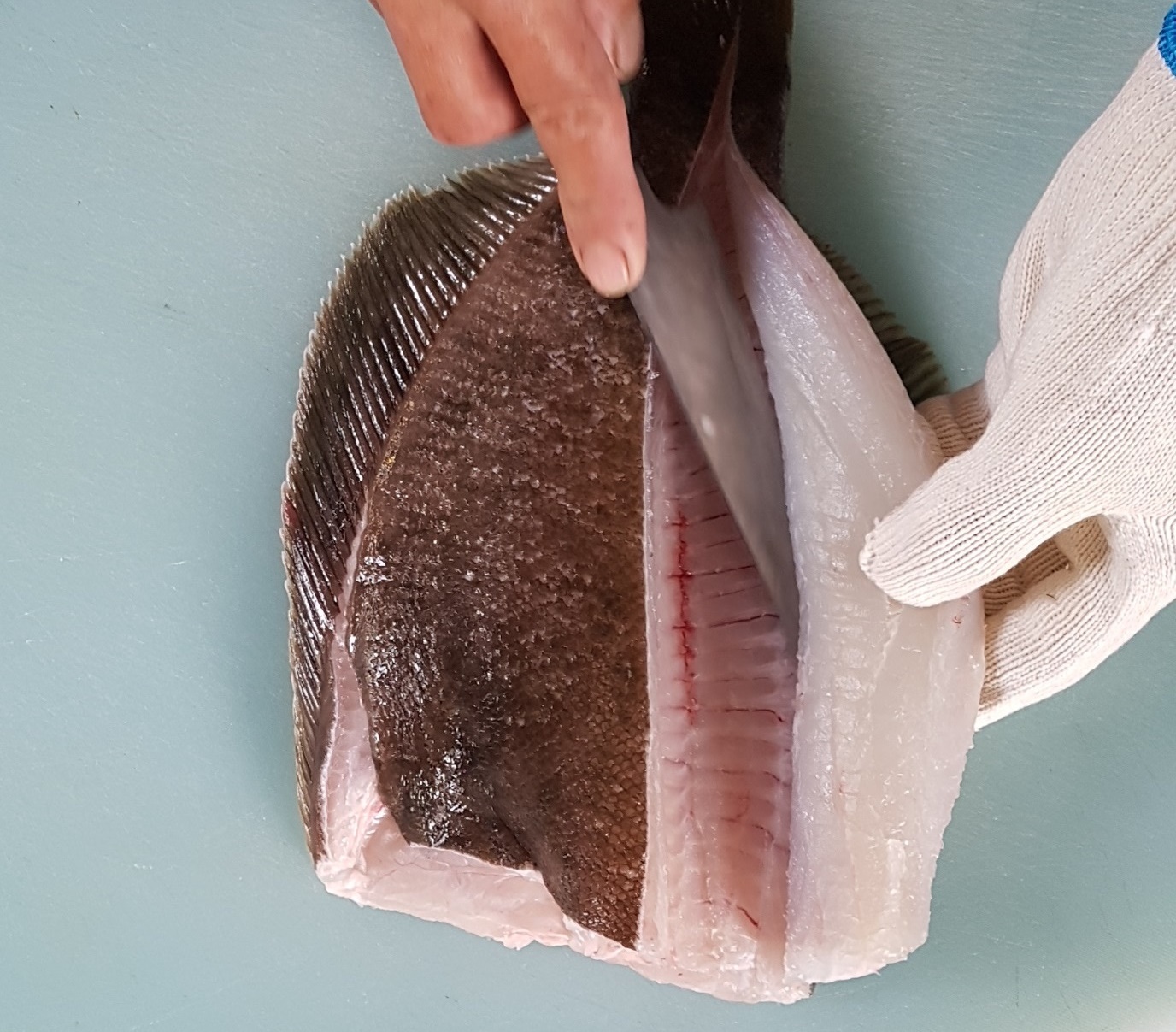 자연산 모듬회 3인분(회 600g) 아침 손질 저녁 도착 : 진해만어부