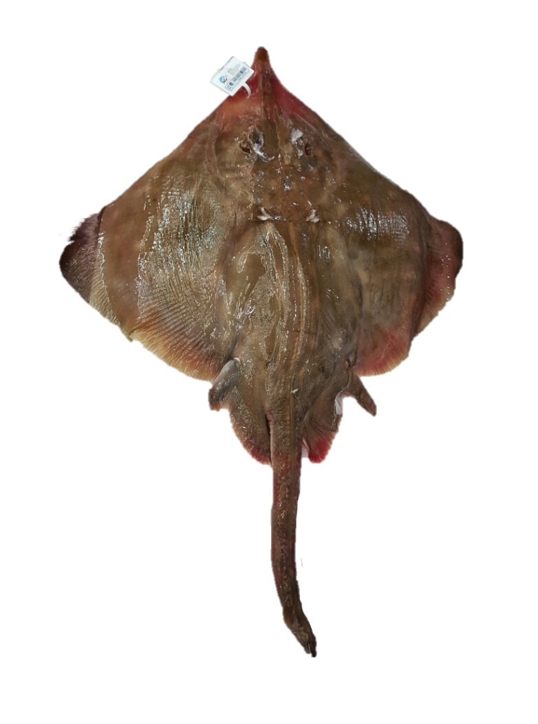흑산도 홍어 통 한마리 먹기 좋은 사이즈 7, 8kg 내외 : 생선톡톡