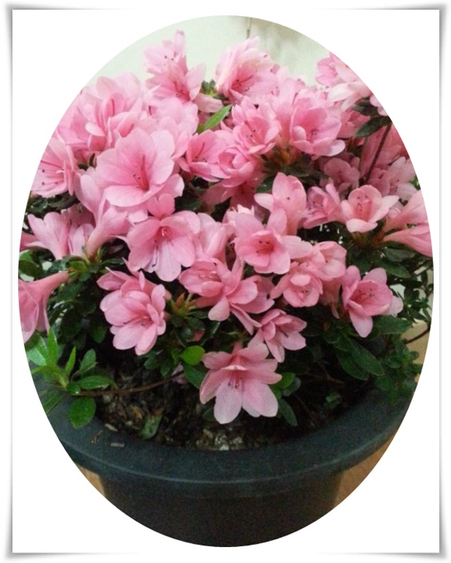 철쭉화분/azalea/h30cm/중품/분화용/방울/아잘레아/방울기리시마 : 행복한정원