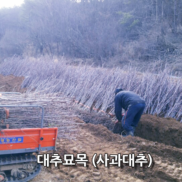 싱싱 대추묘목 2년생 특묘 5주단위( 사과대추 ) 바로주문 알찬들애 : 알찬들애