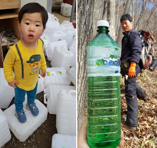 고로쇠수액 효능 믿을수있는 지리산 삼대고로쇠 1.5리터 6병 : 범왕골상회