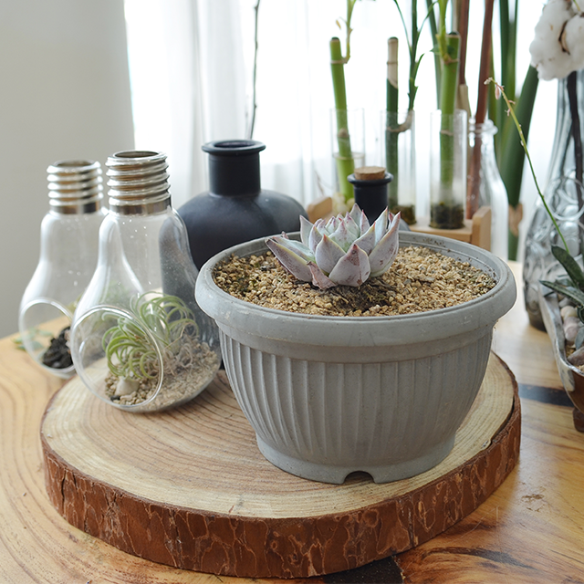 원분재 화분 / 화분걸이  [아이플랜트] : 아이플랜트