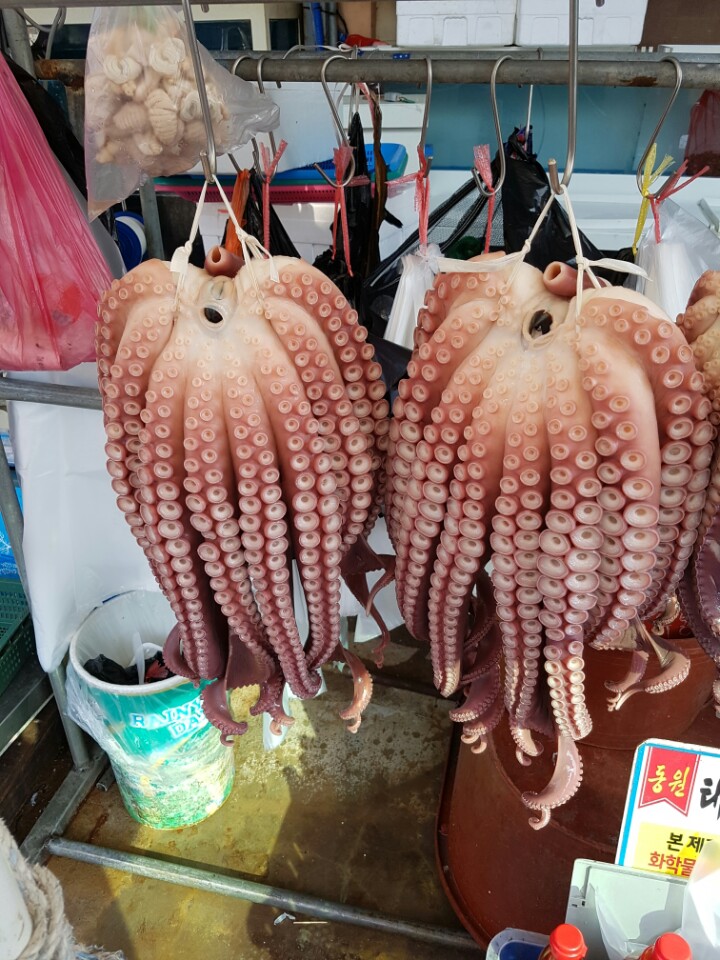 문어 : 대풍상사