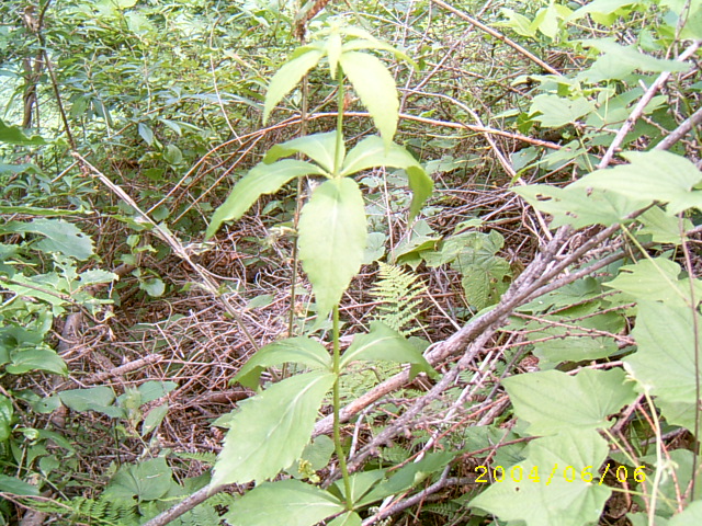 자연산 잔대(사삼) 건조 300그램/효능 : 약초 마을