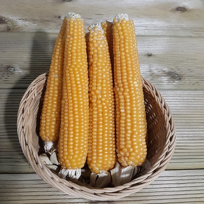 강원도 국산 팝콘용 옥수수 1kg 옥시기닷컴 : 수평선몰