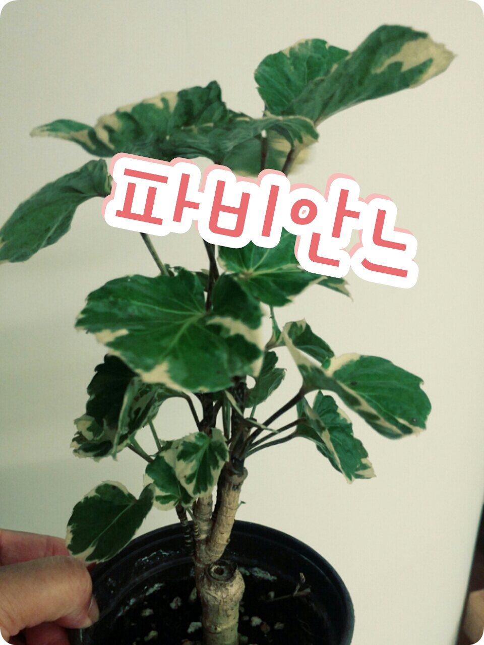 파비안느(중소)-화이트/파비앙..있을때 주문하세요^^ : 꽃나라엘리스