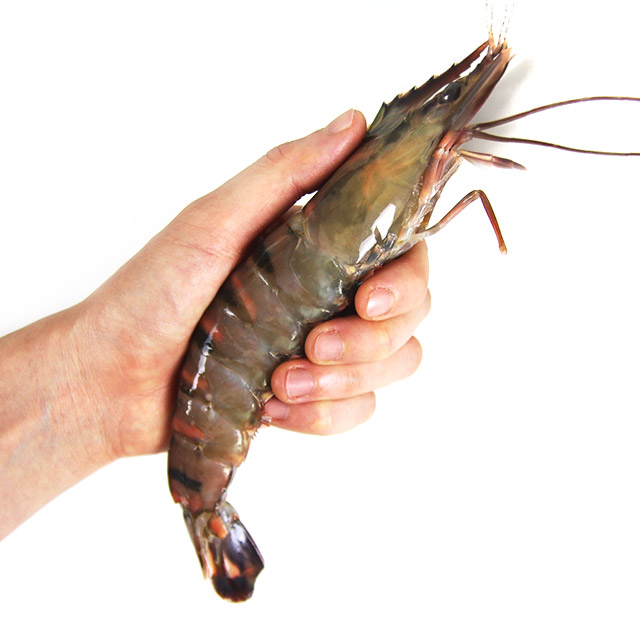 블랙타이거새우 500g : 맛꾼푸드