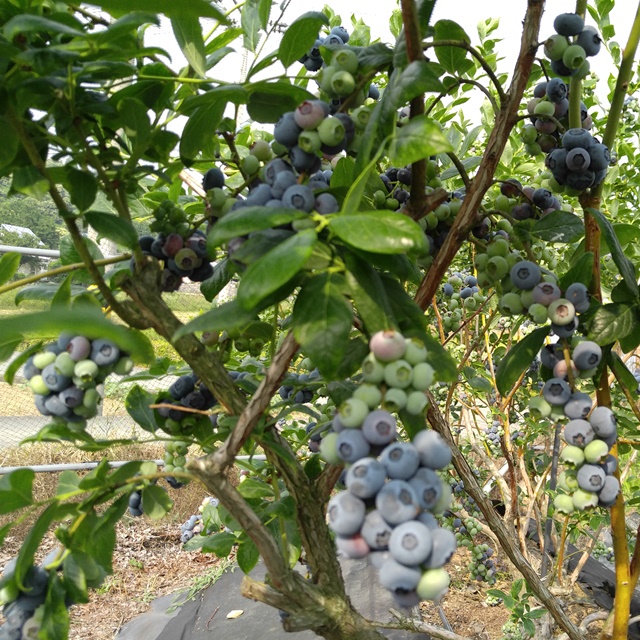 국내산 블루베리 생과1kg(대과)하동블루베리 : 하동블루베리 드림농장