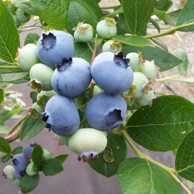 국내산 블루베리 생과1kg(대과)하동블루베리 : 하동블루베리 드림농장