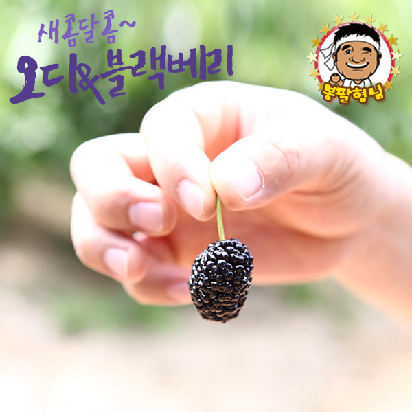 [봉팔형님] 산지직송 블랙베리 5kg 냉동과 슈퍼복분자 상생농법 대용량 복분자 블랙푸드 선물용 실속형 : 봉팔형님