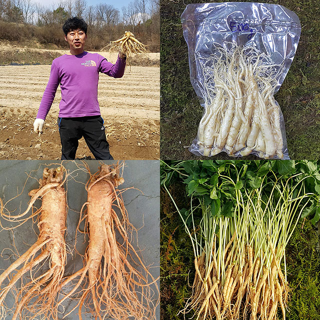 금산수삼시장 오쿠홍삼용 인삼 세척파삼 300g : 금산수삼시장