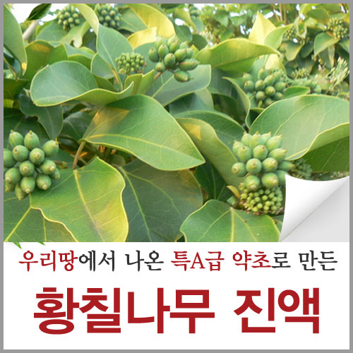 제주 황칠나무 즙 진액 원액 자연산 잎 엑기스 차 파는곳 액기스 추출액 농축액 추출물 : 신토불이약초