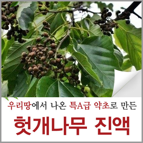 자연산 헛개 나무 진액 열매 즙 효능 뿌리 엑기스 원액 파는곳 90ml 60포 : 신토불이약초