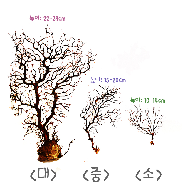 블랙시판 : 센트럴곤충생태농장