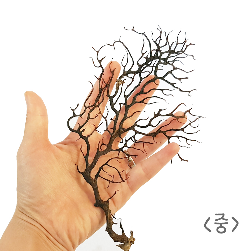 블랙시판 : 센트럴곤충생태농장
