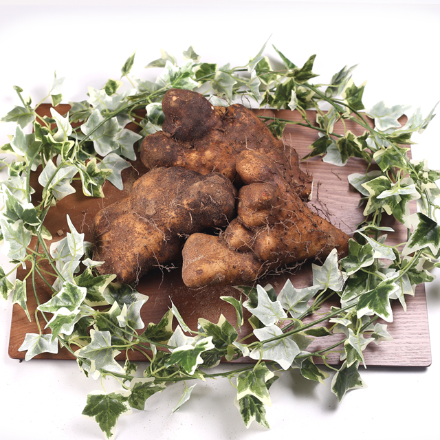 산지직송 안동마 참마 생마 햇 산마 [못난이] 2kg, 1개 : 필창농산영농조합법인