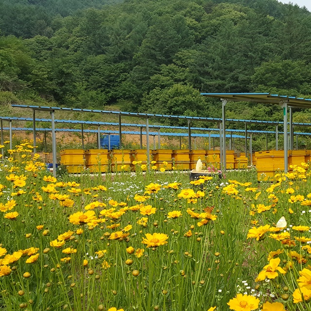 자연산벌꿀 국산꿀 천연 스틱꿀(낱개 12g, 30개+30개, 총 60개) : 대월벌꿀