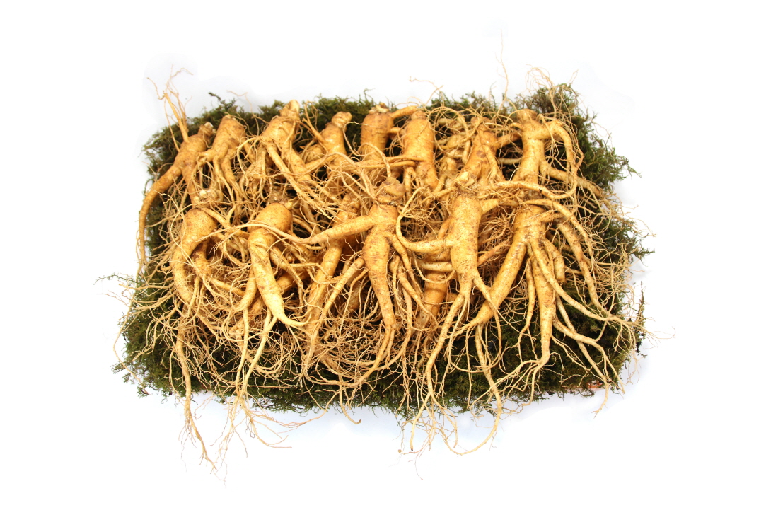 증평인삼 홍애삼 콩난발삼 1채(750g) : 증평홍애삼