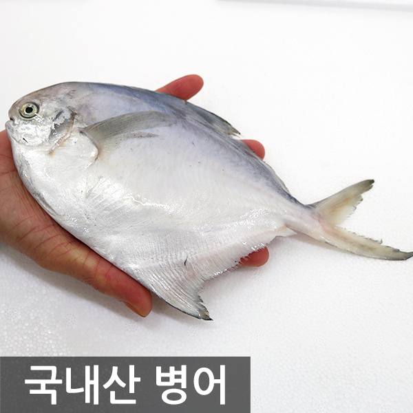 국내산 병어/10마리/15마리/20마리 : 여수고기 인심좋은 생선가게