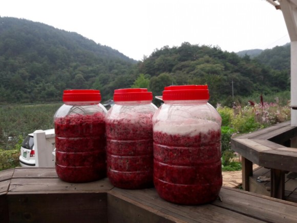 무농약 문경오미자당절임 5kg 75,000원 : 세아지매과일농원