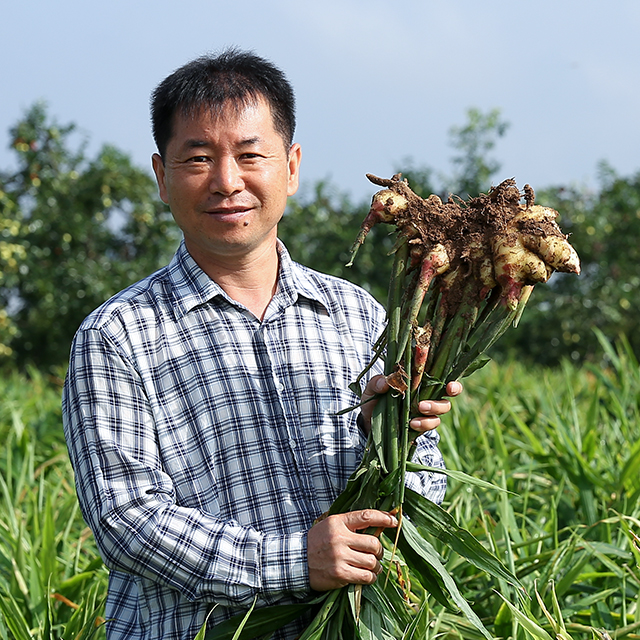 필창농산 산지직송 24년 햇 안동 영주 생강 흙생강 세척생강 깐생강 슬라이스 10kg : 필창농산영농조합법인
