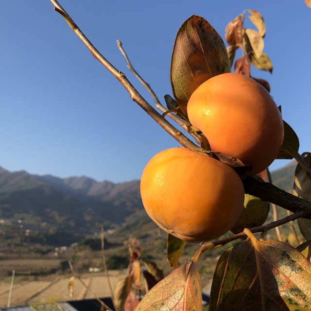[산지직송] 하동 악양 단감10kg : 멕시골농원