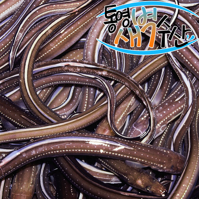 통영 최상급 자연산 손질 바다장어 1kg 특대 특중(순살수율700g/머리뼈포함850g내외) : 통영새벽수산