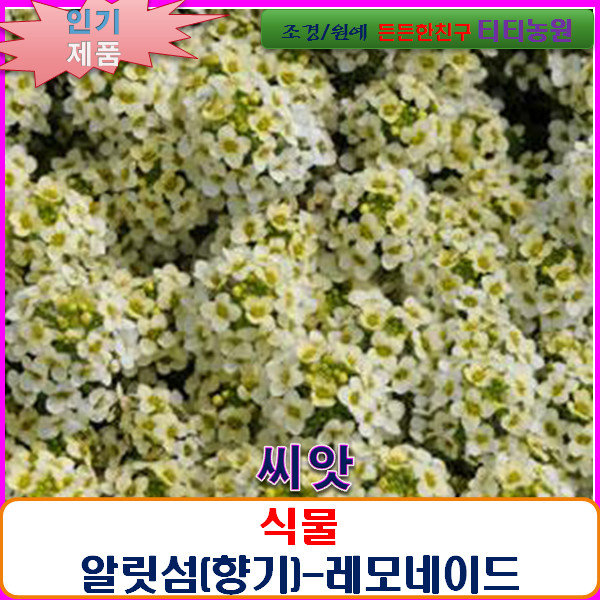 씨앗 알릿섬(향기)-레모네이드 10립/SF : 올드마마