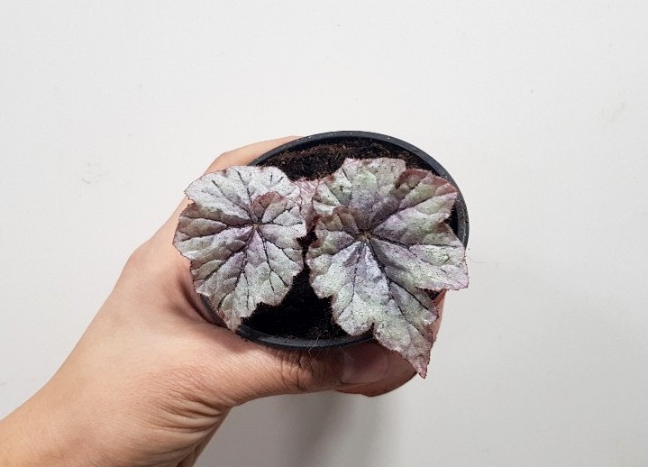 베고니아 듀드롭 (begonia dew drop) 9cm포트 : 더그린 가든센터