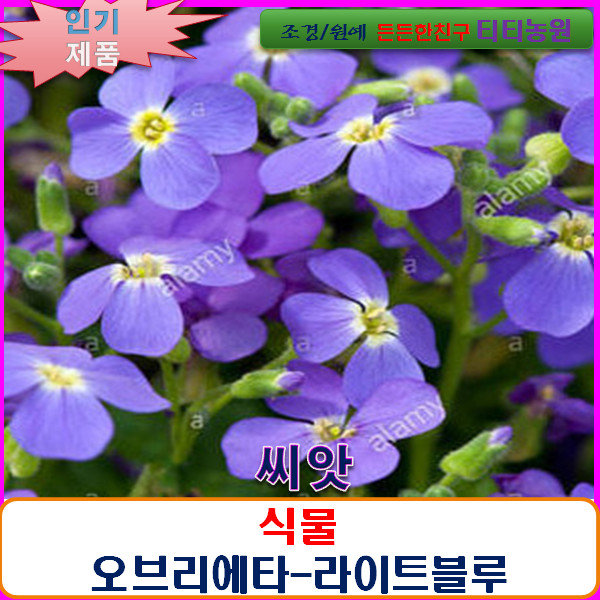 희귀 씨앗 오브리에타(락크레스)-라이트블루 10립/SF : 올드마마