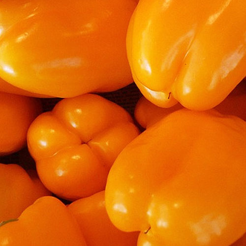 싱싱한 주황파프리카 1kg : 농산마루
