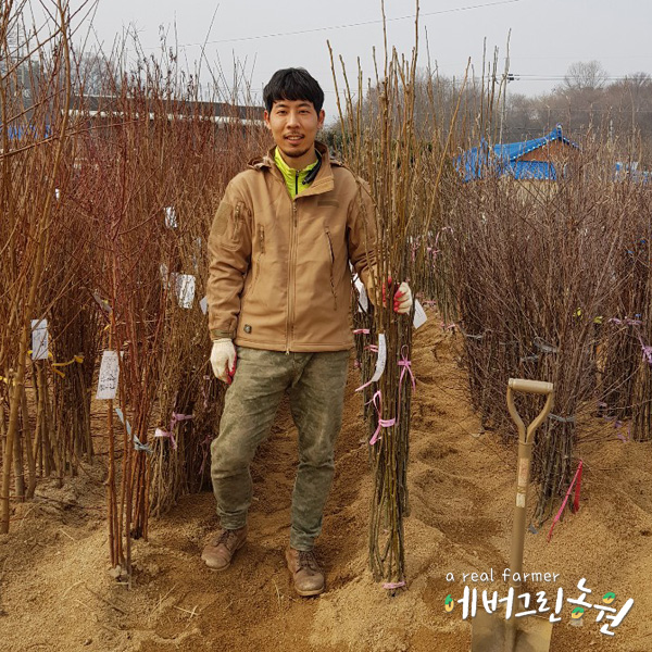 배나무 묘목 [특묘] 신고배 : 에버그린농원