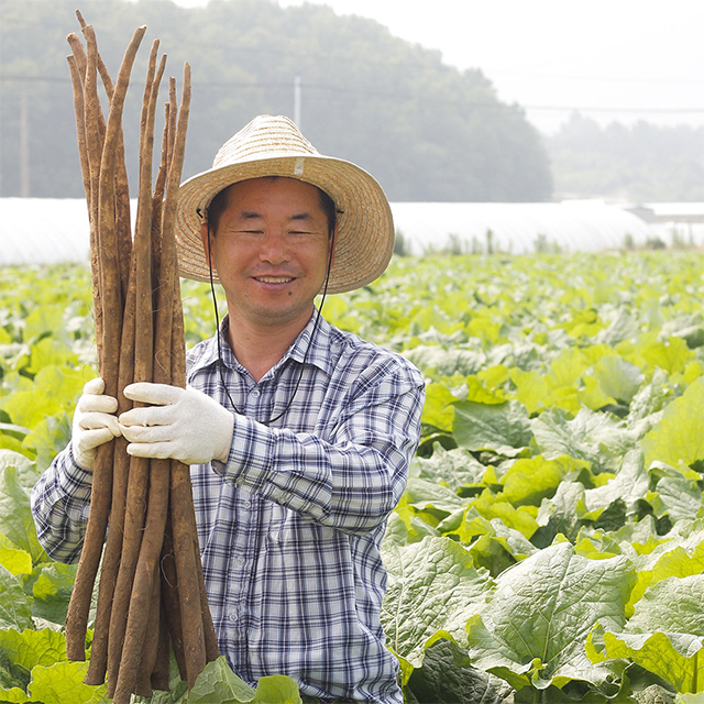 안동우엉 국산우엉 햇 우엉 2kg 필창농산 산지직송 : 필창농산영농조합법인