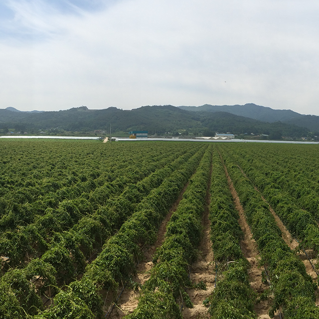 안동마 3kg 참마 장마 산마 깐마 생마 필창농산 산지직송 직접재배 : 필창농산영농조합법인