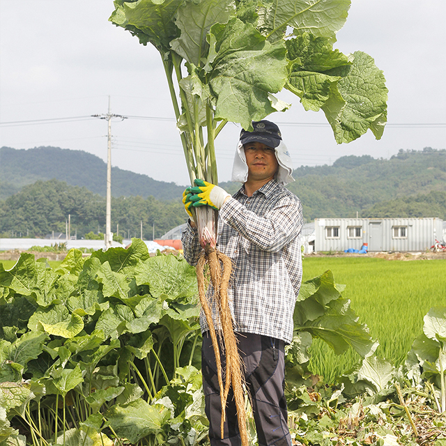 안동우엉 국산우엉 햇 우엉 2kg 필창농산 산지직송 : 필창농산영농조합법인
