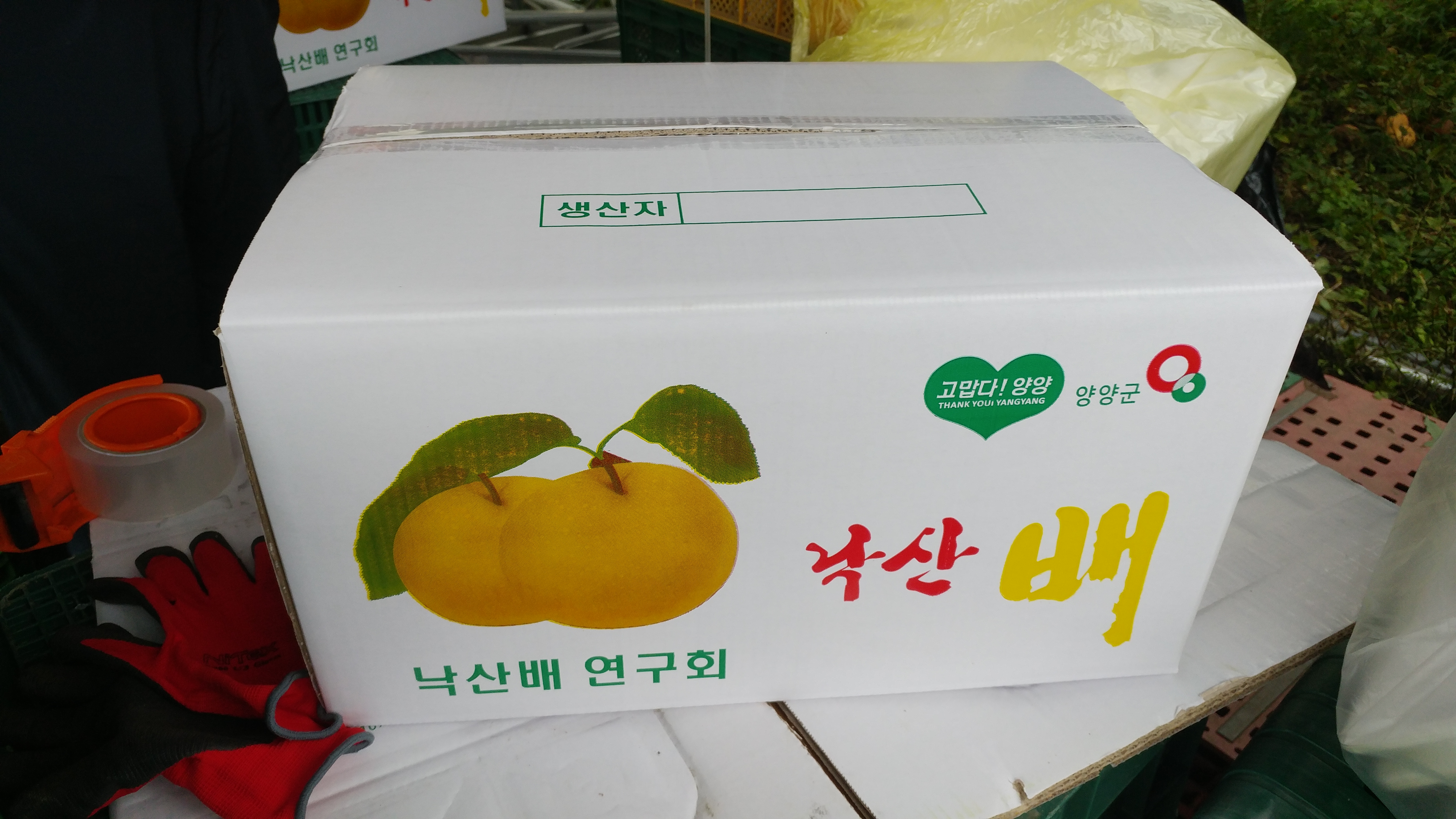 양양맞이터농원 GAP인증 낙산배 15kg : 맞이터농원