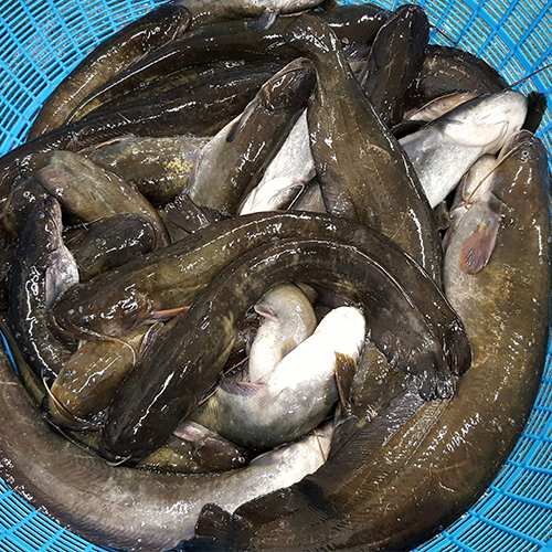 국내산 민물고기 메기 1kg , 메기매운탕 민물매운탕 어탕 어죽 : 자연나라다슬기