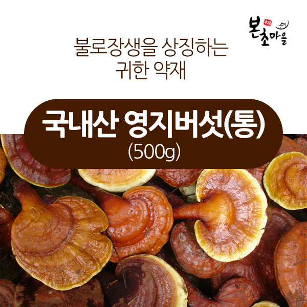 [본초마을] 국내산 영지버섯(통)/영지/영지차 : 본초마을