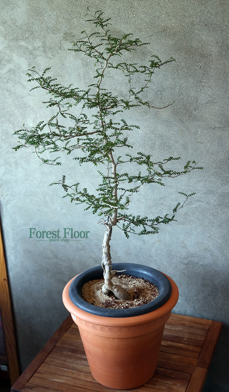 자빌리, 엘리펀트 트리, 아프리카식물, 희귀식물, Forest Floor : Forest Floor