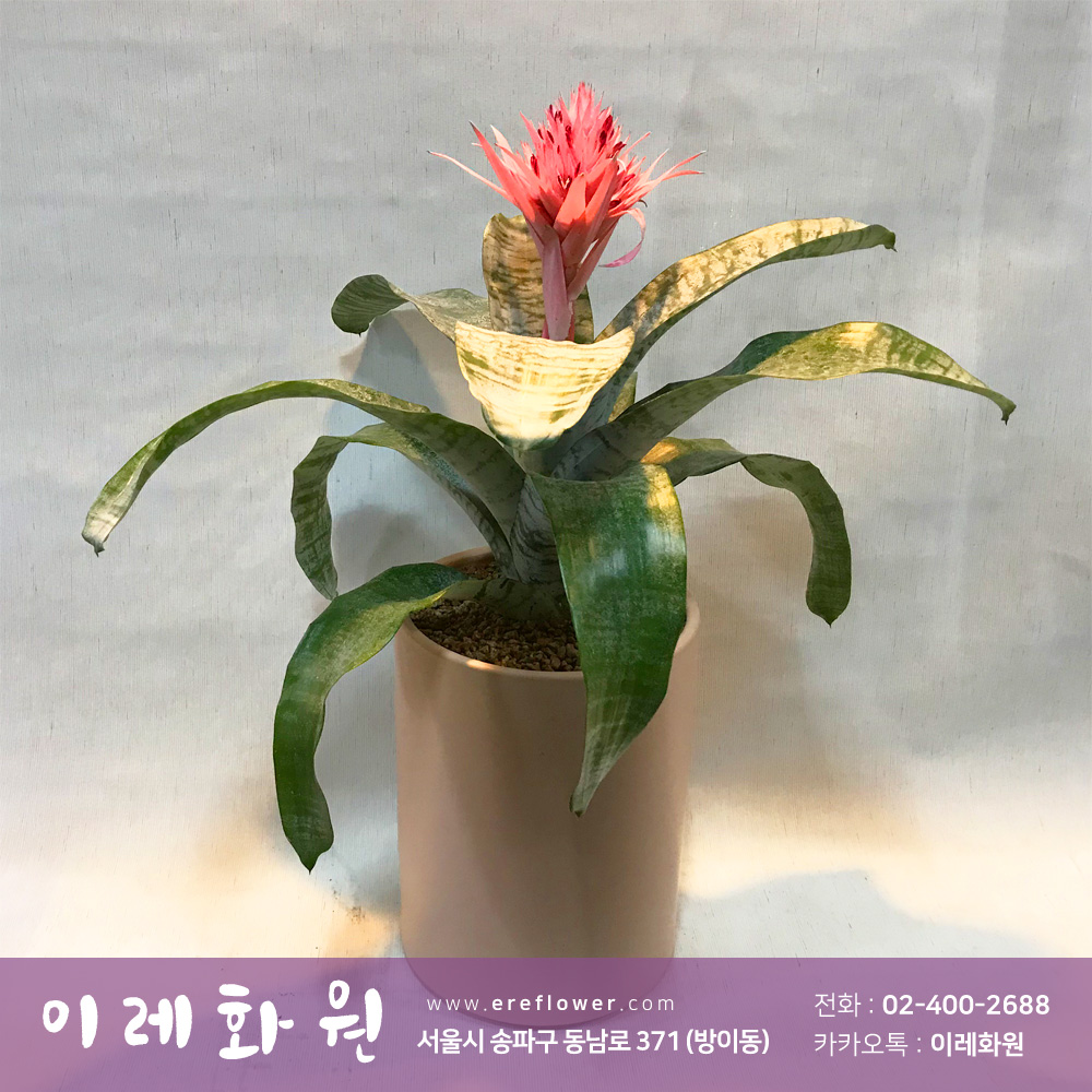 파타시아 : 이레화원