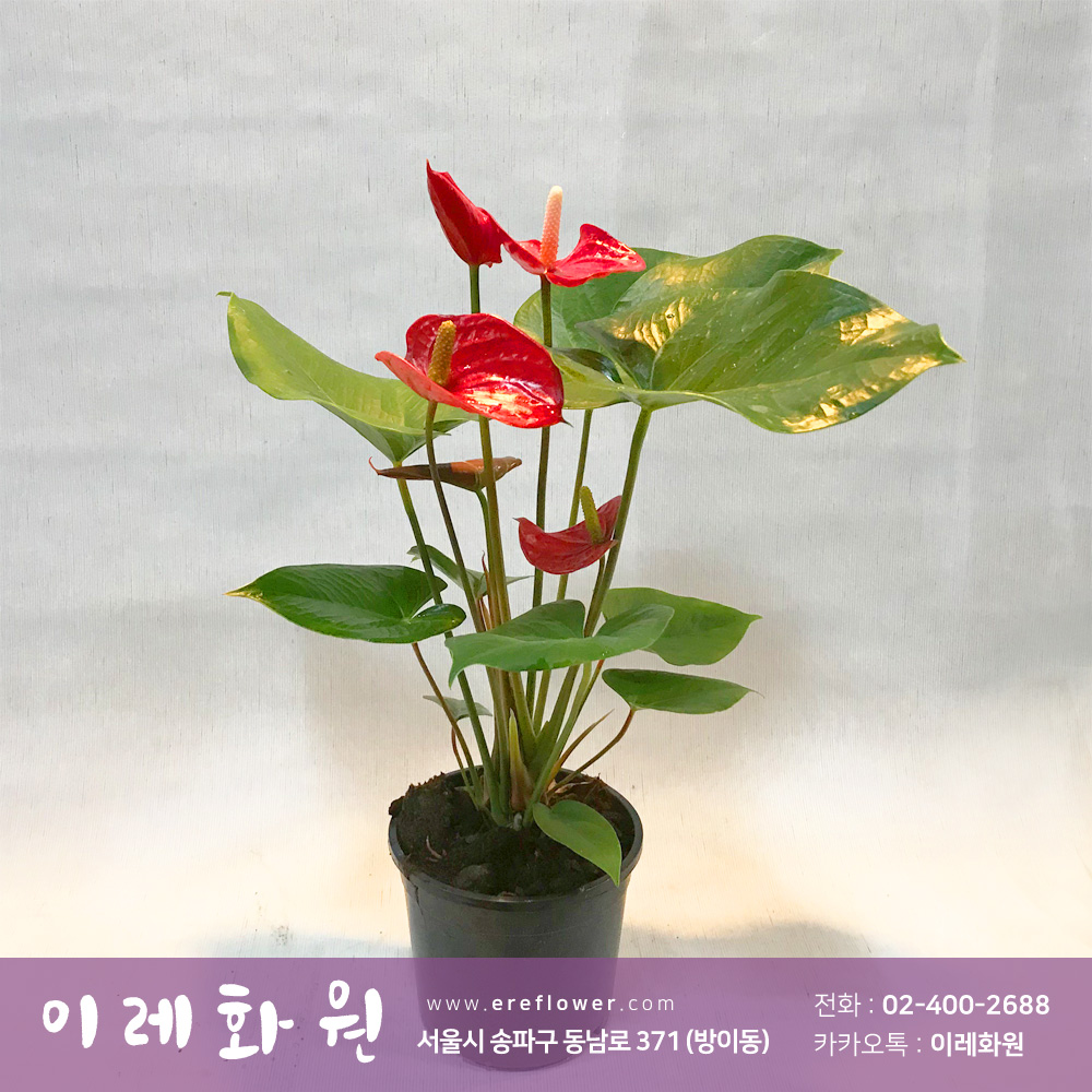 안시리움 : 이레화원