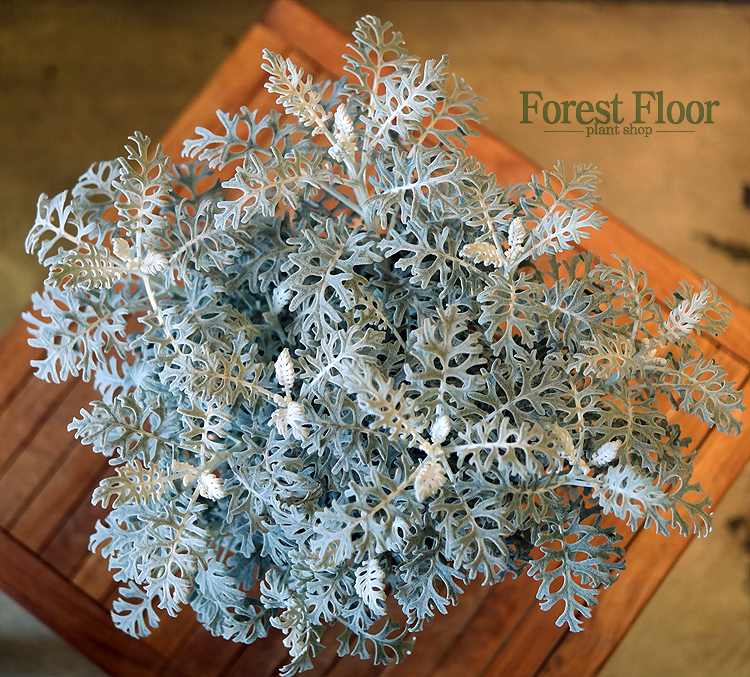 백묘국, 꽃나무, 이태리 토분 세트, Forest Floor : Forest Floor