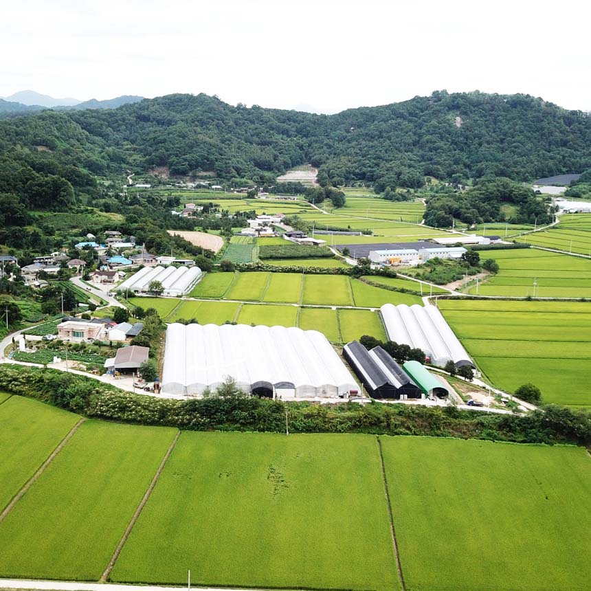 올바른농산 새싹삼 200뿌리 100뿌리 상주 재배 농장 새싹인삼 : 올바른농산